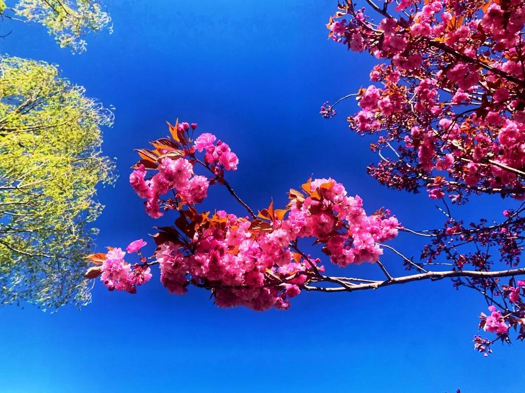 香格里拉五月天，正是樱花浪漫时，怎一个美字了得！