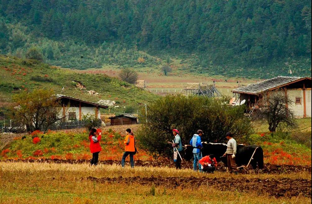 香格里拉旅游