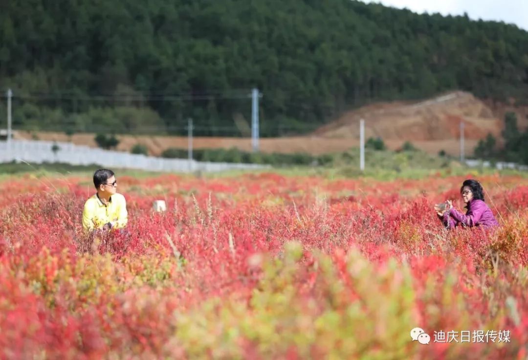 香格里拉草原最美绚烂秋色——狼毒花