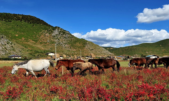 香格里拉旅游