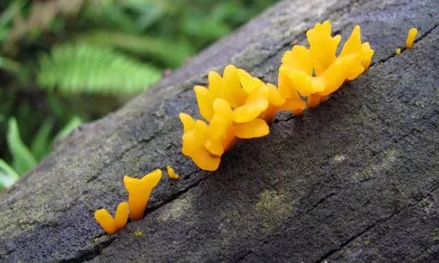香格里拉 香格里拉