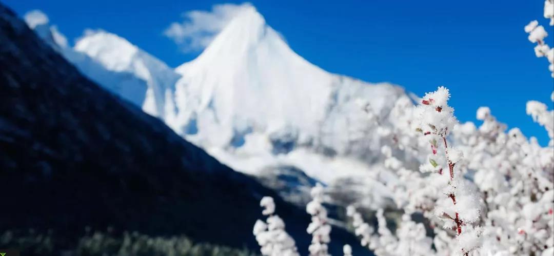 香格里拉雪域高原上的野生核桃油