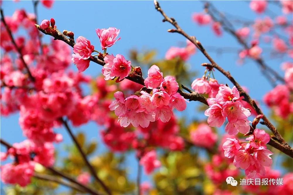 “最美樱花大道”的樱花开了！美丽维西等你来！ 