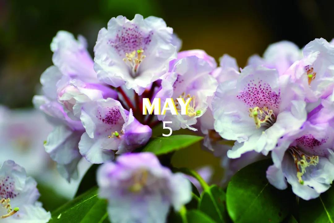 五月，满庭暖香，五月，明媚的时节，来自五月的惊喜都在香格里拉！