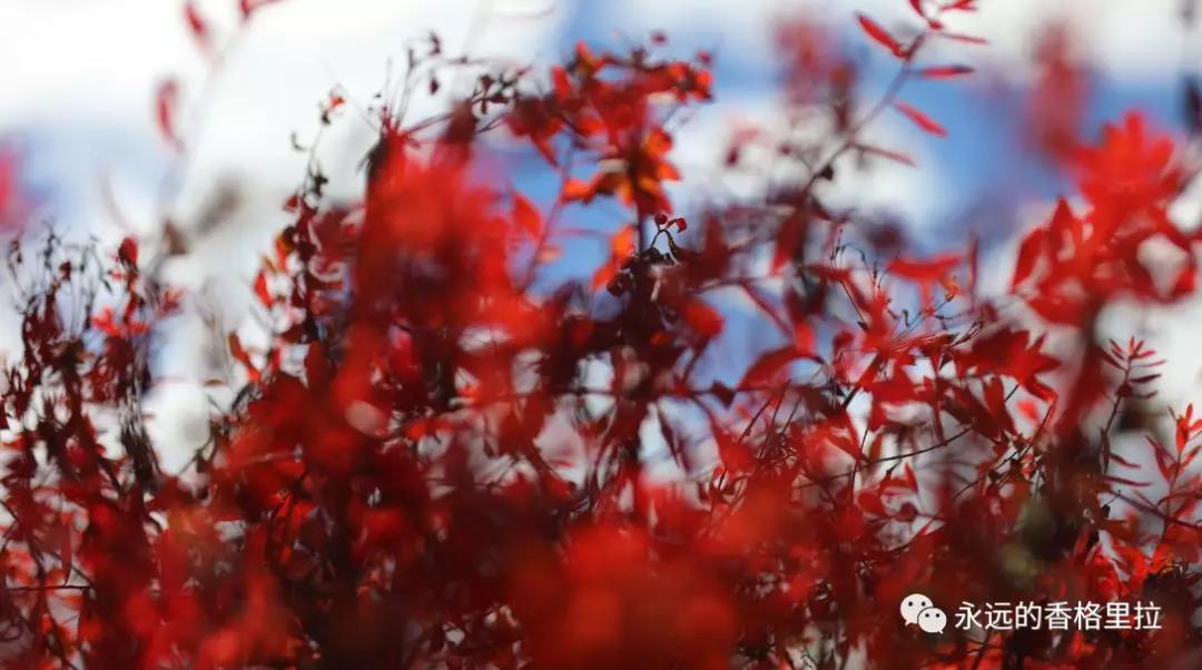 红裙、炙热、奔放……秋天的香格里拉让你招架不住！    香格里拉旅游景点