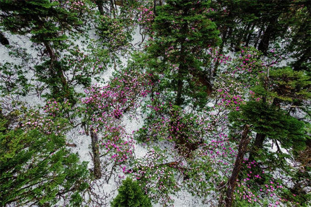 云南旅游,云南旅行社,云南团建公司,云南策划公司,云南会议会展,云南活动执行,香格里拉旅游,香格里拉旅行社,香格里拉团建公司,香格里拉会议公司,香格里拉会议会展：巴拉格宗 | 雪山脚下，私藏一片杜鹃花海