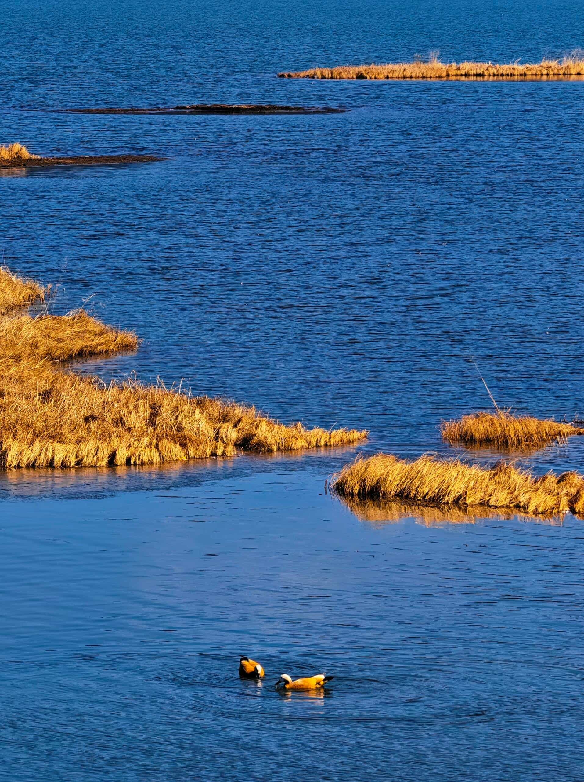 云南旅游,云南旅行社,云南团建公司,云南策划公司,云南会议会展,香格里拉旅游,香格里拉旅行社,香格里拉团建公司,香格里拉策划公司,香格里拉会议会展：香格里拉秋景杀！后劲拉满的秋景天花板