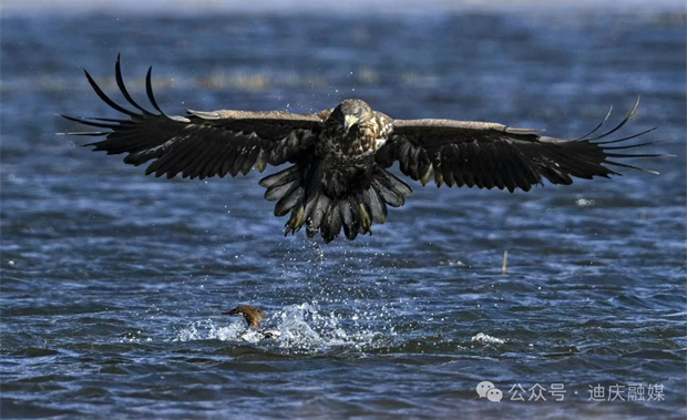 云南旅游,云南旅行社,云南团建公司,云南策划公司,云南会议会展,香格里拉旅游,香格里拉旅行社,香格里拉团建公司：世界的“香格里拉”——“生态迪庆 飞鸟天堂”第八届观鸟季个人摄影获奖作品展示