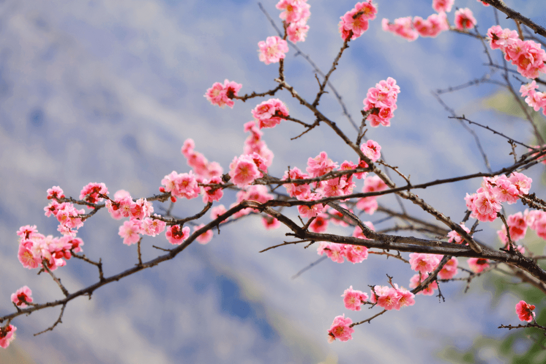 云南旅游,云南旅行社,云南团建公司,云南策划公司,云南会议会展,香格里拉旅游,香格里拉旅行社,香格里拉团建公司：德钦县城百花盛开 春意盎然