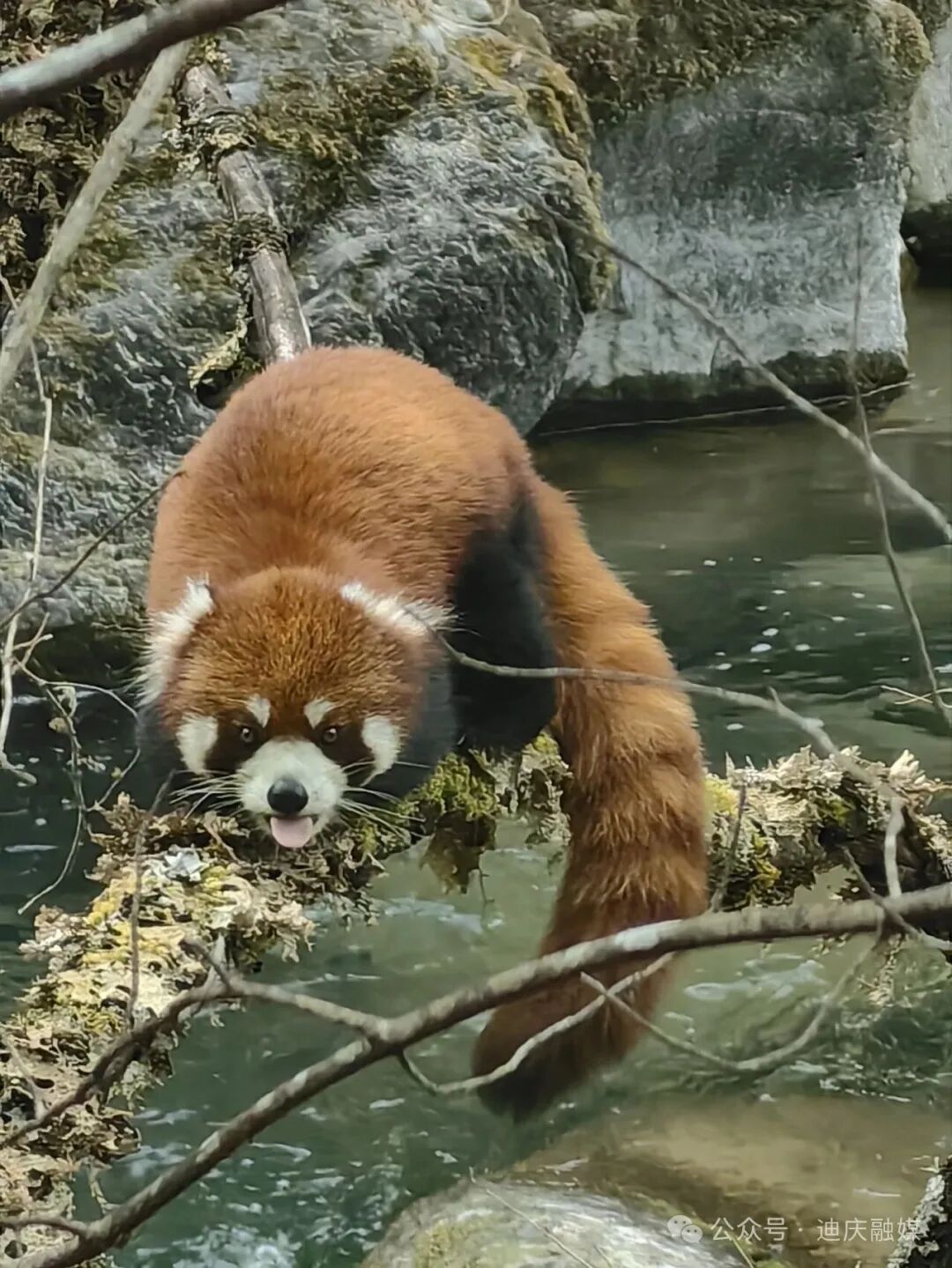 香格里拉尼汝：野生中华小熊猫频频现身