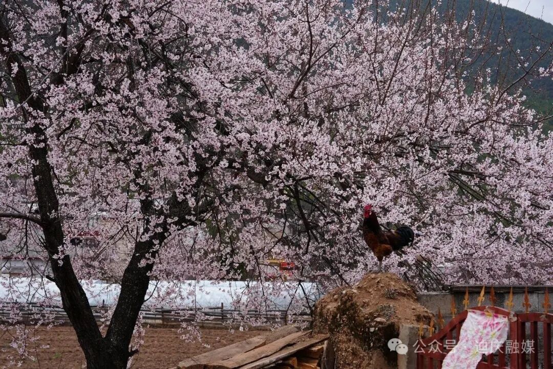 桃花映黑陶 归雁兴乡村——走进香格里拉市尼西乡汤堆村的振兴画卷
