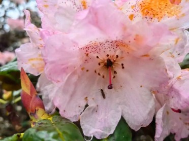 迪庆野生花卉资源——杜鹃