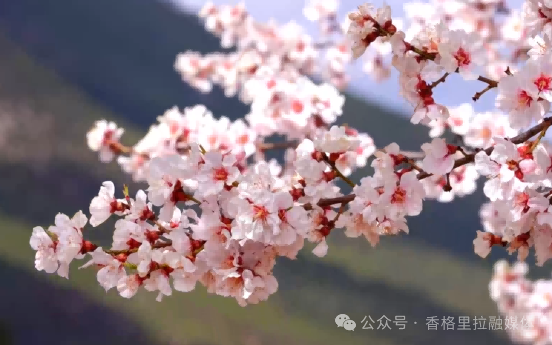 寻美香格里拉 ｜ 从桃花到狼毒，看香格里拉的“花”式振兴