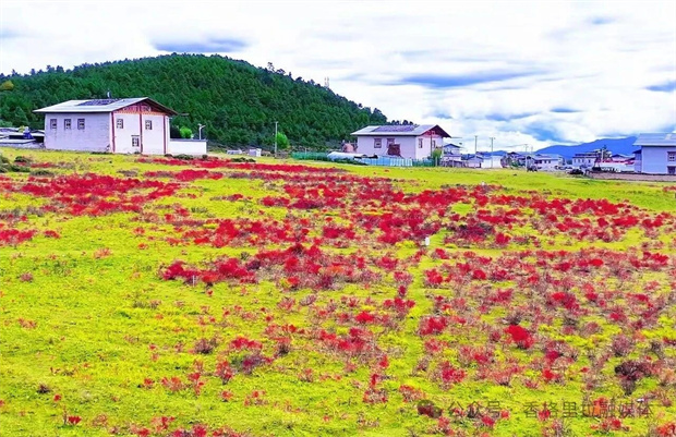 香格里拉旅游：寻美香格里拉 ｜ 从桃花到狼毒，看香格里拉的“花”式振兴