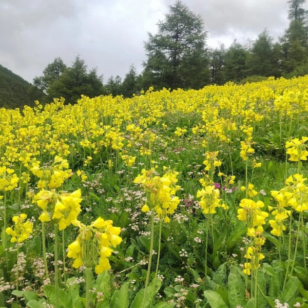 花开高原 ·“香”遇迪庆｜走进迪庆高原，赴一场与报春花的春日之约